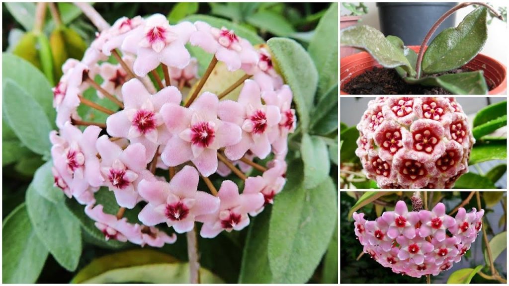 How to Make Candle Flower (Hoya Flower)?