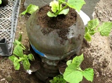 How to Grow Cucumber in Cucumber