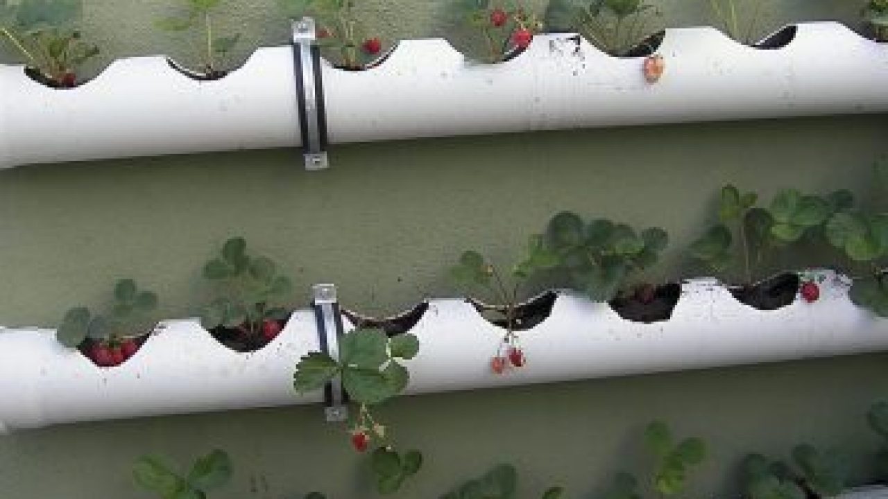 How to Make Strawberry Care in PVC Pipe Knitting, Crochet Love