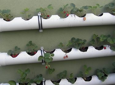 How to Make Strawberry Care in PVC Pipe