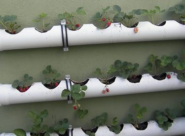 How to Make Strawberry Care in PVC Pipe