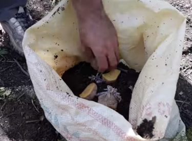 How to grow potatoes