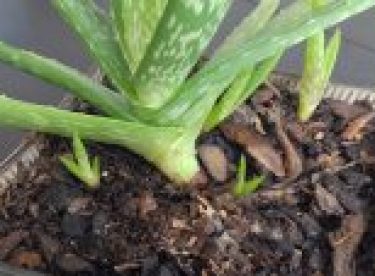 How to reproduce aloe vera