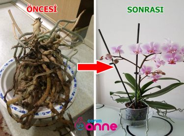 Ways to Revive the Orchid