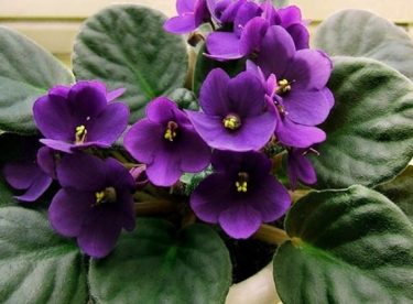 Violet Blowing Organic Liquid Fertilizer Recipe